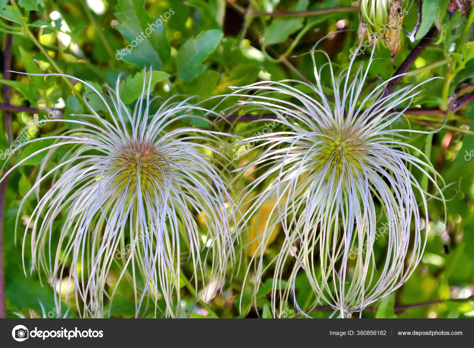 Woodbine Clematis Virginiana Other Common Name Devil Darning Needles Italian Stock Photo Image By C Ivarok Woodbine Clematis Virginiana Other Common Name Devil Darning Needles Italian Stock Photo Image By C Ivarok