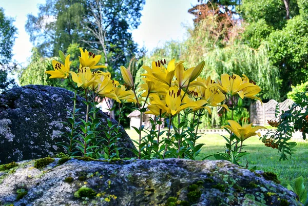 Yellow lily flowers are visible over gray boulder stones, in the background are trees, a summer garden in the daytime.