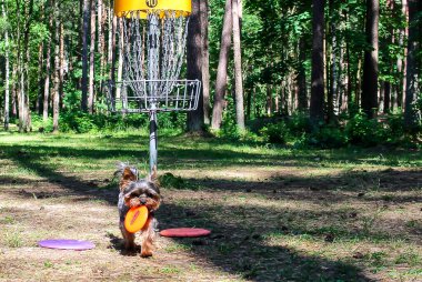 Riga, Letonya - 06.16.2018: Yorkshire Terrier cinsinin siyah kahverengi köpeği golf diski (frizbi) oynar, dişinde turuncu bir disk taşır, arka planda bir sepet / hedef, ormandaki ağaçlar.