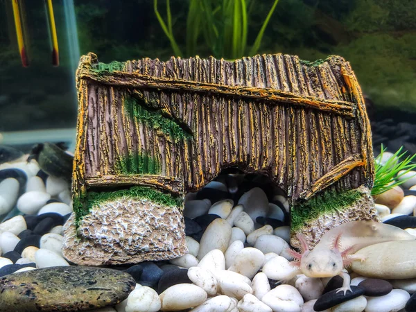 Riga, Letonya - 04.01.2020: Pembe solungaçlı beyaz, genç Axolotl (Ambystoma mexicanum), seramik kahverengi bir evin yanındaki beyaz ve siyah çakıl taşlarının üzerinde bir akvaryumda oturuyor..
