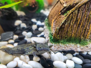 Koyu yeşil, siyah bir Axolotl (Ambystoma mexicanum), seramik kahverengi bir evin yanında beyaz ve siyah çakıl taşlarından oluşan büyük bir akvaryumda bulunur..