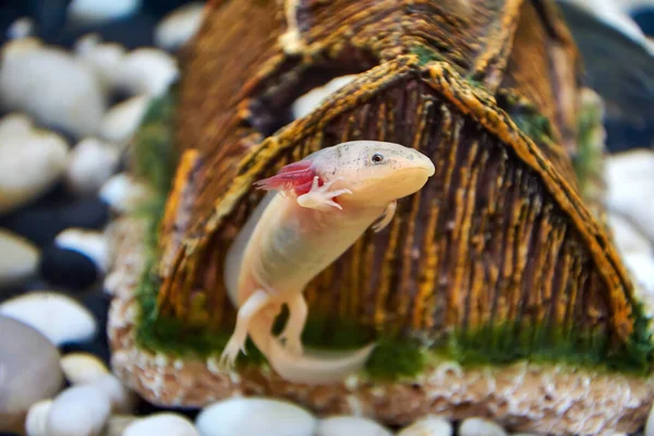 Genç Axolotl (Ambystoma mexicanum) bir akvaryumda yüzer ve pençesini kahverengi seramik bir eve doğru sallar..