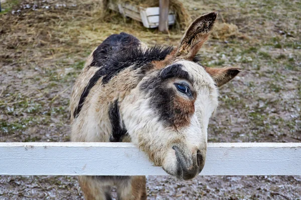 Dargaichu, Litvanya - 12.28.2019: Alpaca çiftliği Baltık 'taki en büyük çiftliklerden biri, siyah benekli bej kahverengi bir eşek, başını beyaz bir tahtaya yasladı ve objektife baktı.