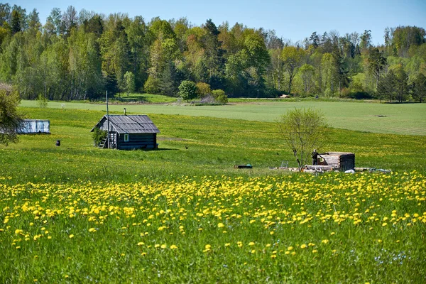 Cesvaine Letonya 2020 Birçok Sarı Karahindiba Ile Kaplı Yeşil Bir — Stok fotoğraf