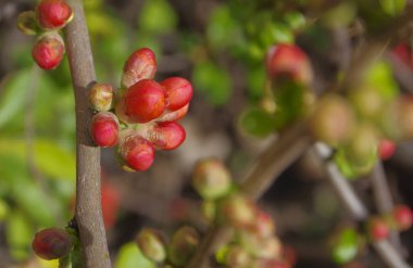 Ayva çiçekleri ve tomurcukları yakın çekim makrosu