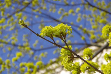 Baharda dalda yumuşak yeşil yapraklar.