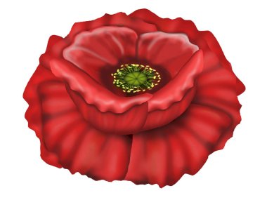 Beyaz arkaplanda büyük kırmızı bir çiçek var..