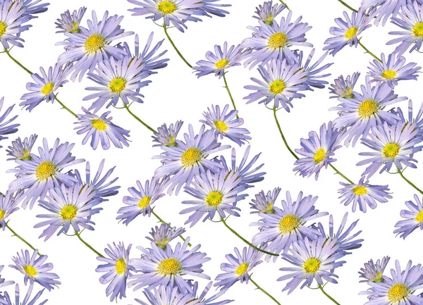 Seamless Floral Pattern White Background — Stock Photo, Image