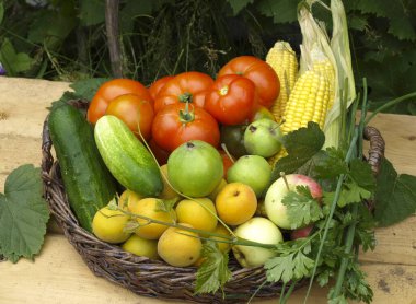 Sarmaşığın gölgesinde sebzeler, 