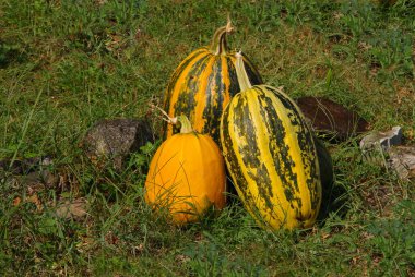Yeşil çimlerin üzerinde üç sarı balkabağı.