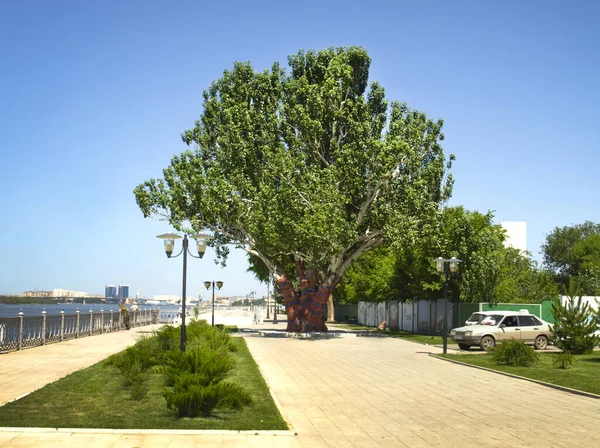 Álamo Árvore Grande Velho Dique Cidade Astrakhan — Fotografia de Stock
