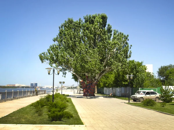 Álamo Árvore Grande Velho Dique Cidade Astrakhan — Fotografia de Stock