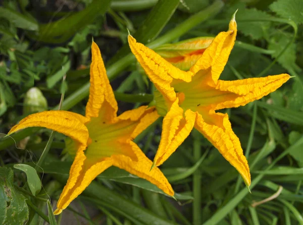 Крупные Желтые Яркие Цветки Ромашки — стоковое фото