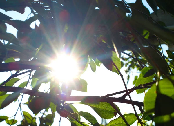 Sonnenlicht Scheint Durch Die Blätter Eines Baumes — Stockfoto