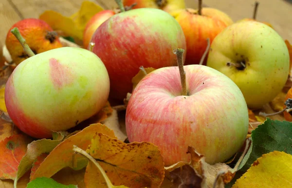 Jablka Mezi Žlutými Podzimními Listy — Stock fotografie