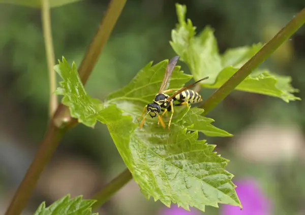 Avispa Sobre Una Hoja Vid Verde —  Fotos de Stock