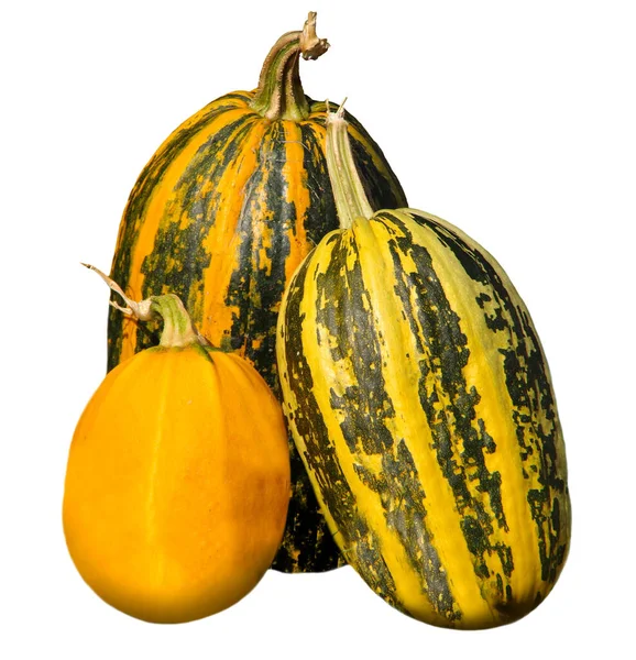 Beyaz arka planda üç sarı balkabağı.