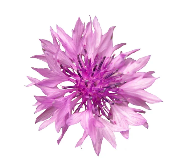 紫色の花 白い背景に孤立したコーンフラワー — ストック写真