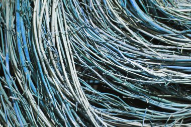 Mavi sarmaşıkların arka planı. İnce kavisli dallar.