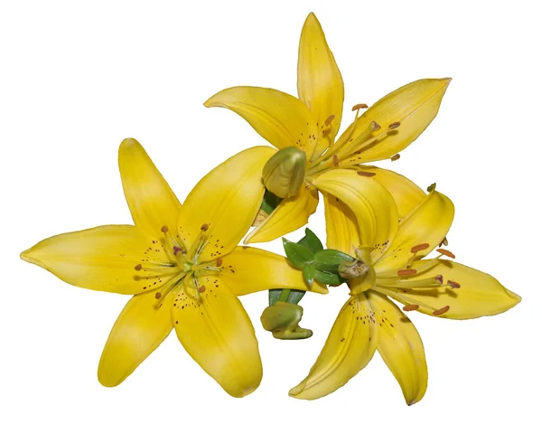 Желтые Цветы Лили Изолированы Белом Фоне — стоковое фото