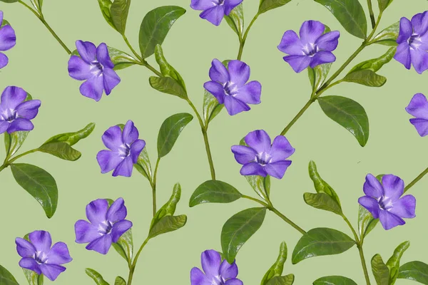 Seamless Floral Pattern Blue Flowers Green Background — Stock Photo, Image