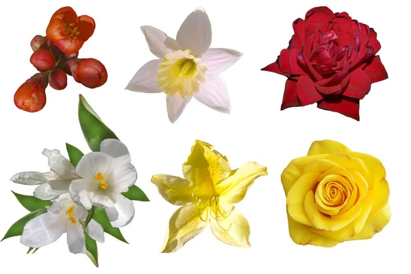 Different Flowers Isolated White Background — Stock Photo, Image