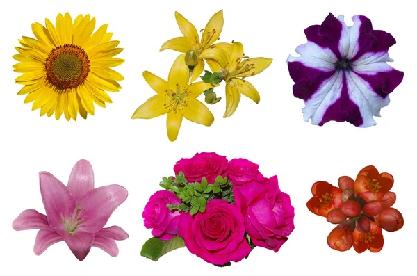Flores png fotos de stock, imágenes de Flores png sin royalties | Depositphotos Flores png fotos de stock, imágenes de Flores png sin royalties | Depositphotos