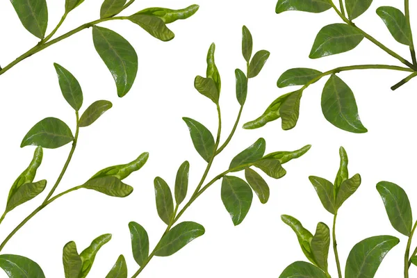 Цветочный Орнамент Зеленой Листвой Белом Фоне — стоковое фото