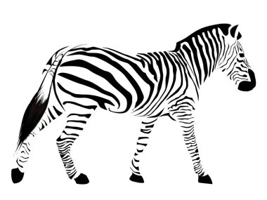 Beyaz arka planda izole edilmiş zebra çizimi.