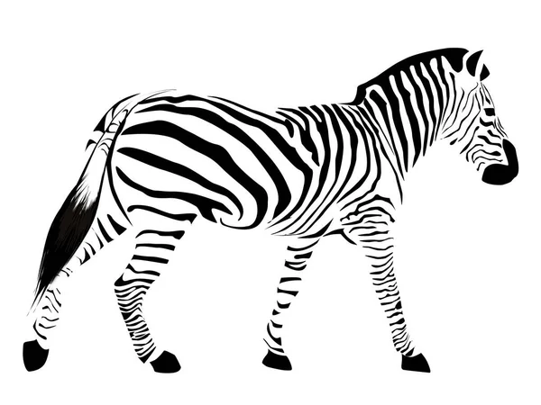Nakreslené Zebra Izolované Bílém Pozadí — Stock fotografie