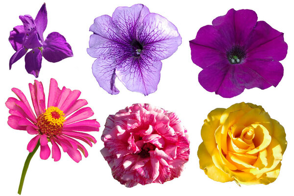 lowers of different colors isolated on white background.