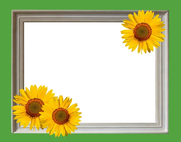 Zonnebloemen Een Frame Witte Achtergrond — Stockfoto