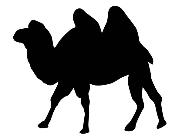 Black Silhouette Camel White Background — Stock Photo, Image