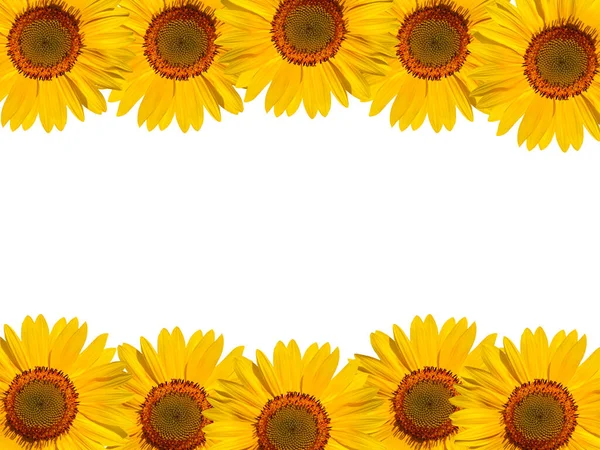 Floral frame of yellow sunflowers on a white background.