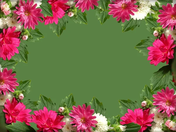 Frame Burgundy Chrysanthemums Green Background — Stock Photo, Image