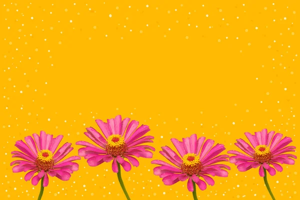 Sarı Arka Planda Pembe Çiçekler — Stok fotoğraf