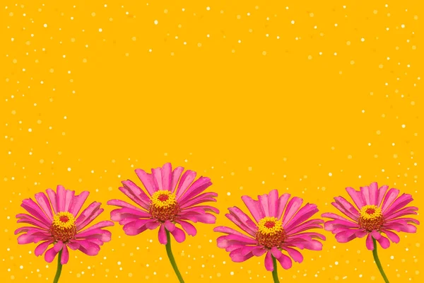 Pink Flowers Yellow Background — Stock Photo, Image