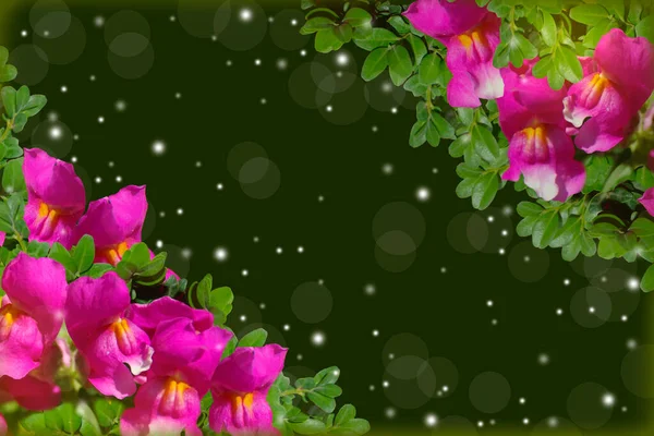 Grußkarte Mit Violetten Schnappdrachenblumen Auf Grünem Hintergrund — Stockfoto