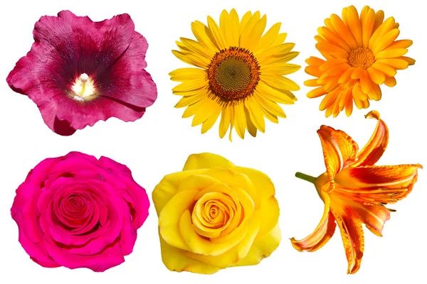 Colección Diferentes Flores Sobre Fondo Transparente Rosas Caléndula Lirio Girasol — Foto de Stock