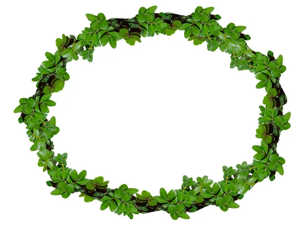 Ovaler Kranz Aus Zweigen Mit Feinem Grünen Laub Auf Weißem — Stockfoto