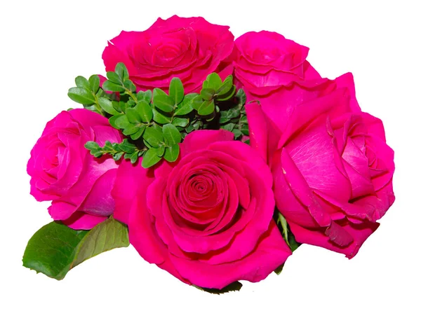 Beyaz arka planda izole edilmiş pembe güller..