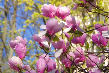 Çiçekli manolya. Mor renkli büyük parlak çiçekler..