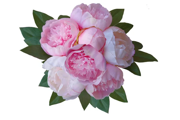 柔らかいピンクの牡丹の花束 — ストック写真