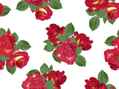 Beyaz arka planda parlak güller ve yapraklarla kusursuz bir desen..