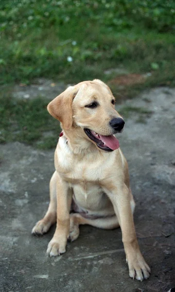 Fakó Labrador. Kutya fajta: Labrador. — Stock Fotó