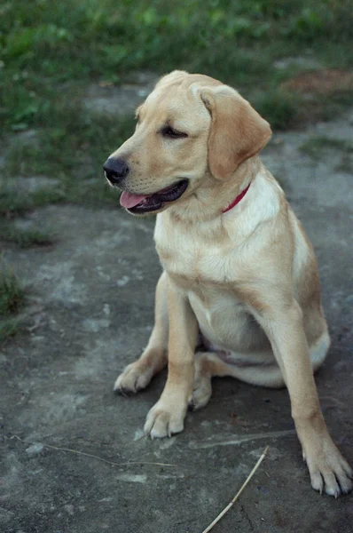 Fawn Labrador. Dog breed Labrador. — Stock Photo, Image