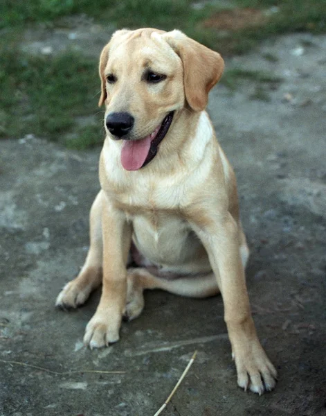 Fawn Labrador. Hund rasen Labrador. — Stockfoto