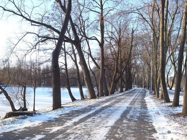 Gyönyörű téli a parkban. — Stock Fotó