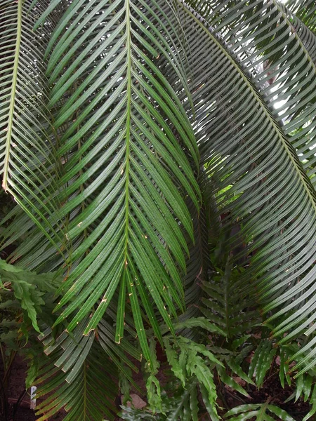 Ogrodu botanicznego w Petersburgu. — Zdjęcie stockowe