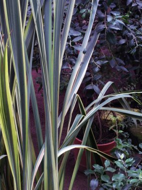 Arka plan subtropikal bitki. 